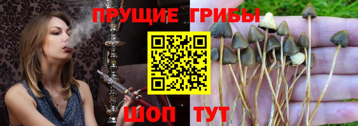 Галлюциногенные грибы прущие грибы  Псилоцибиновые грибы Cubensis  Вход с VPN  магазин  наркотиков  Нововоронеж 